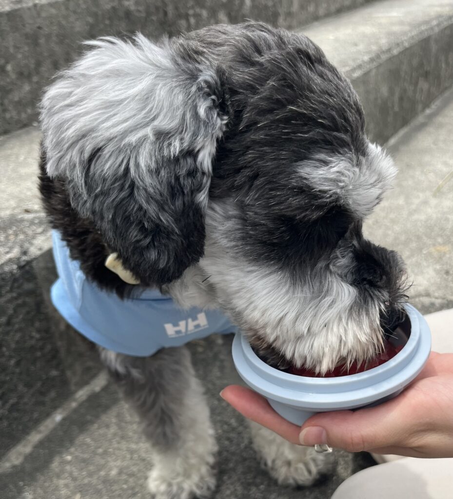 犬