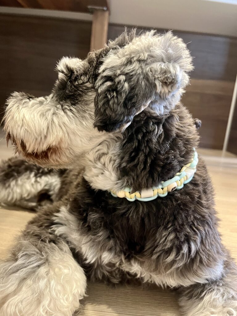犬