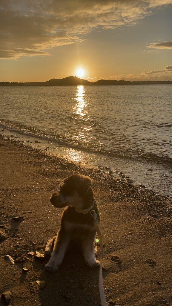 犬