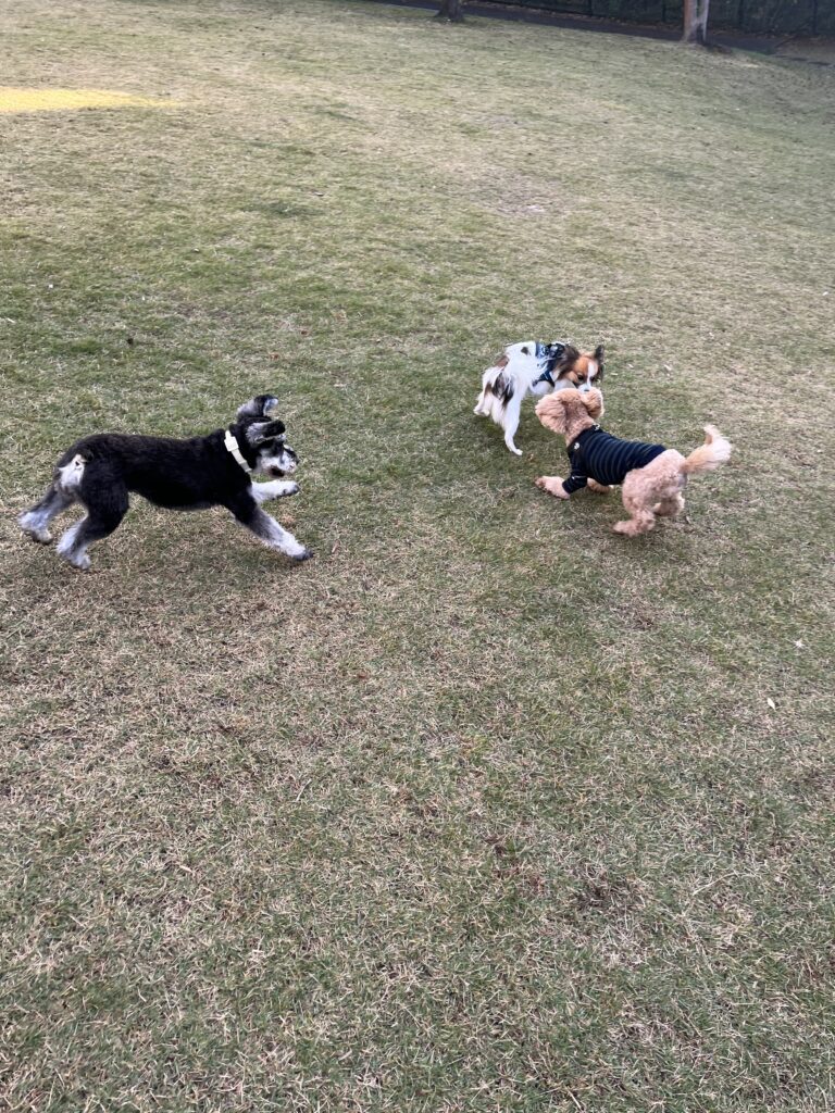 犬