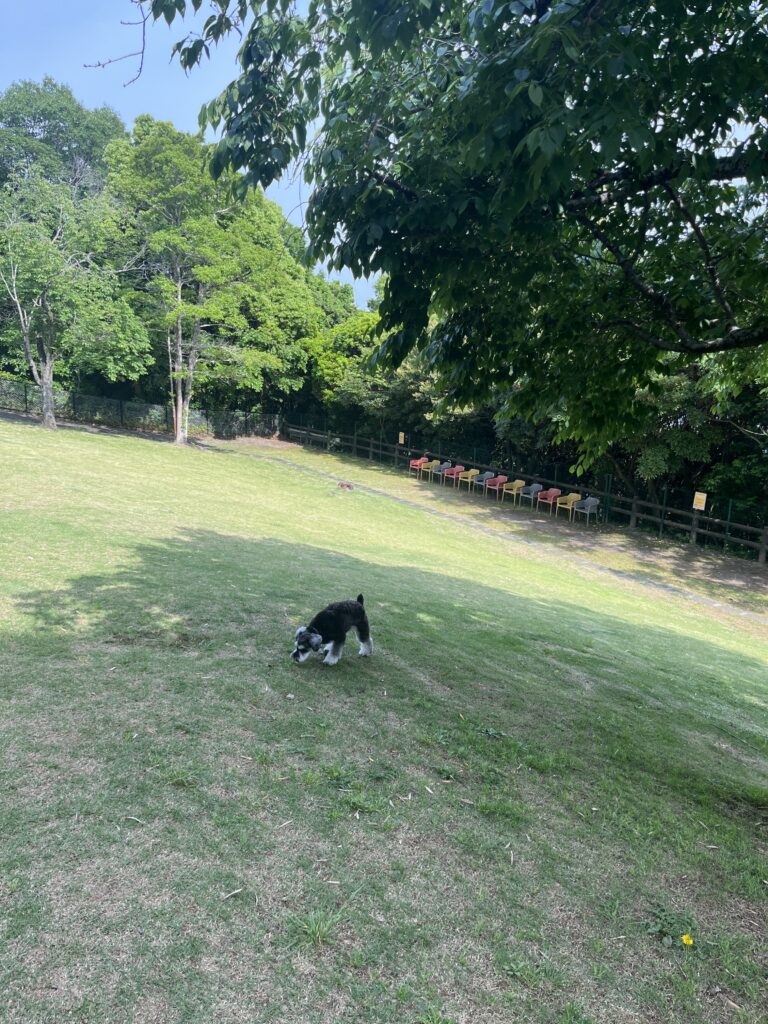 犬