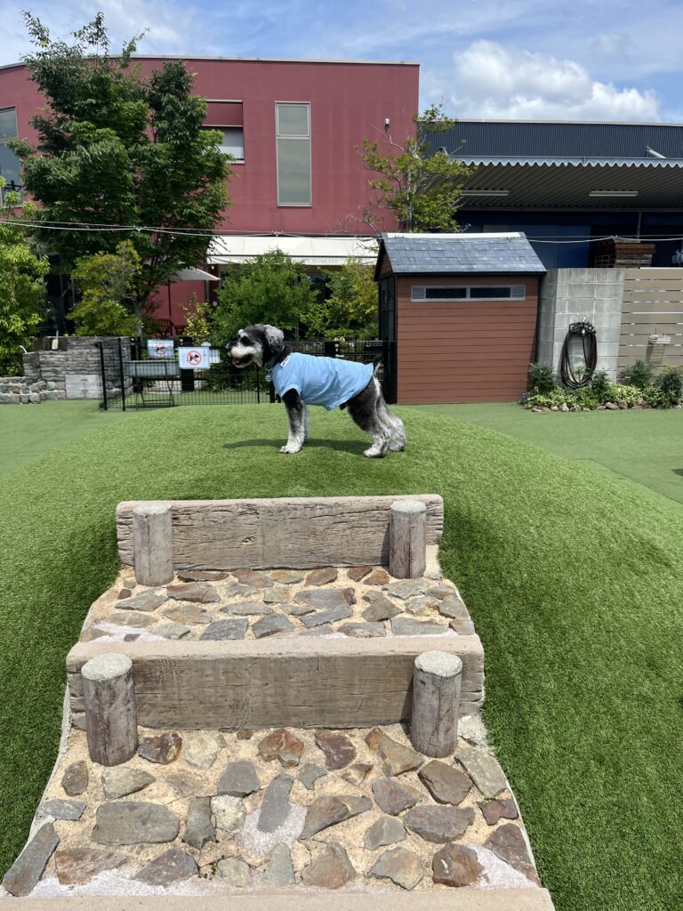 犬
