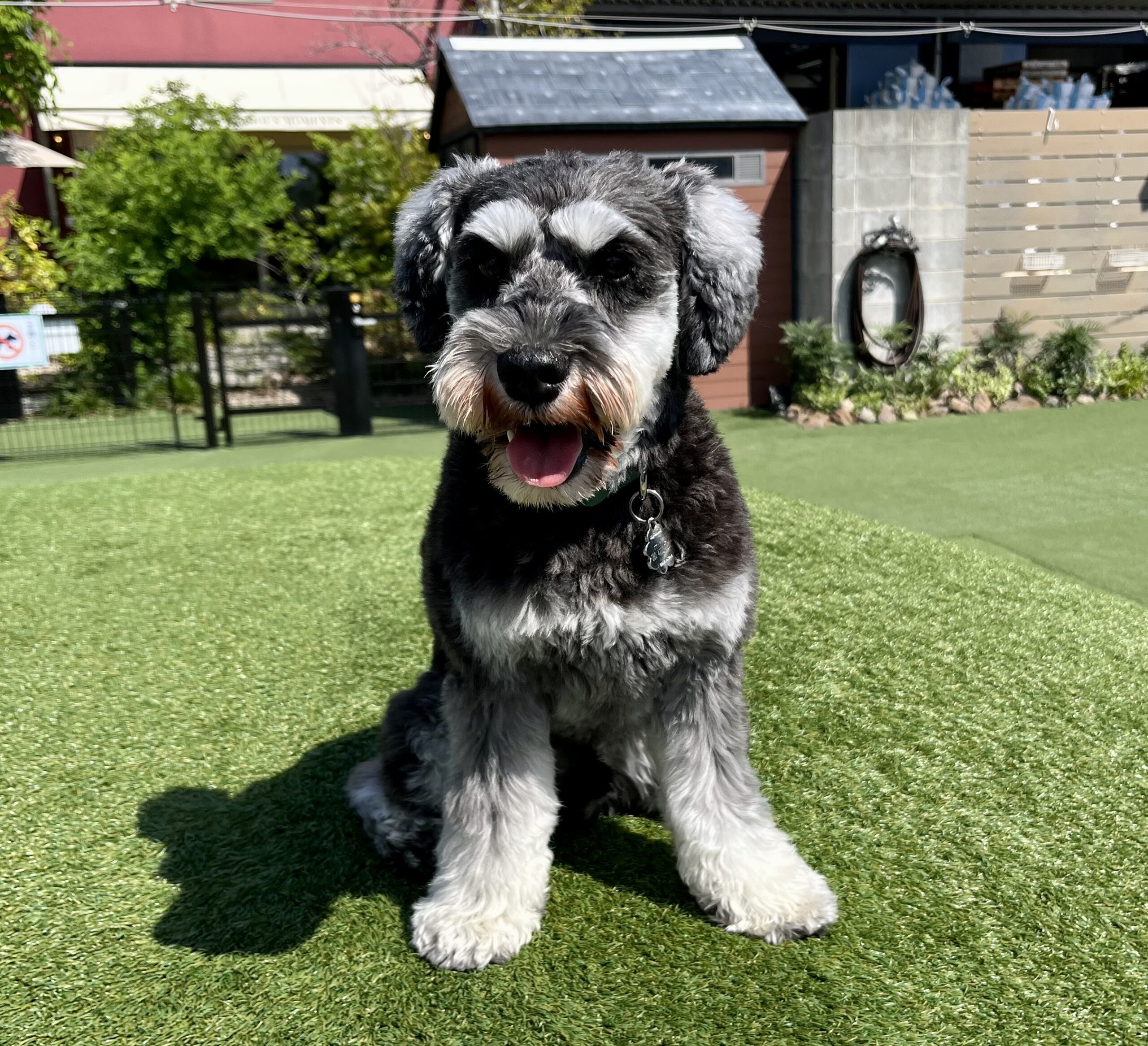 犬