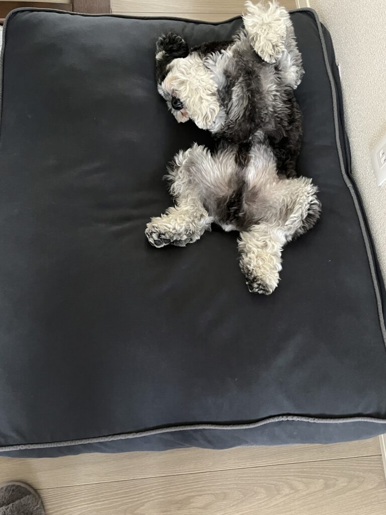 犬