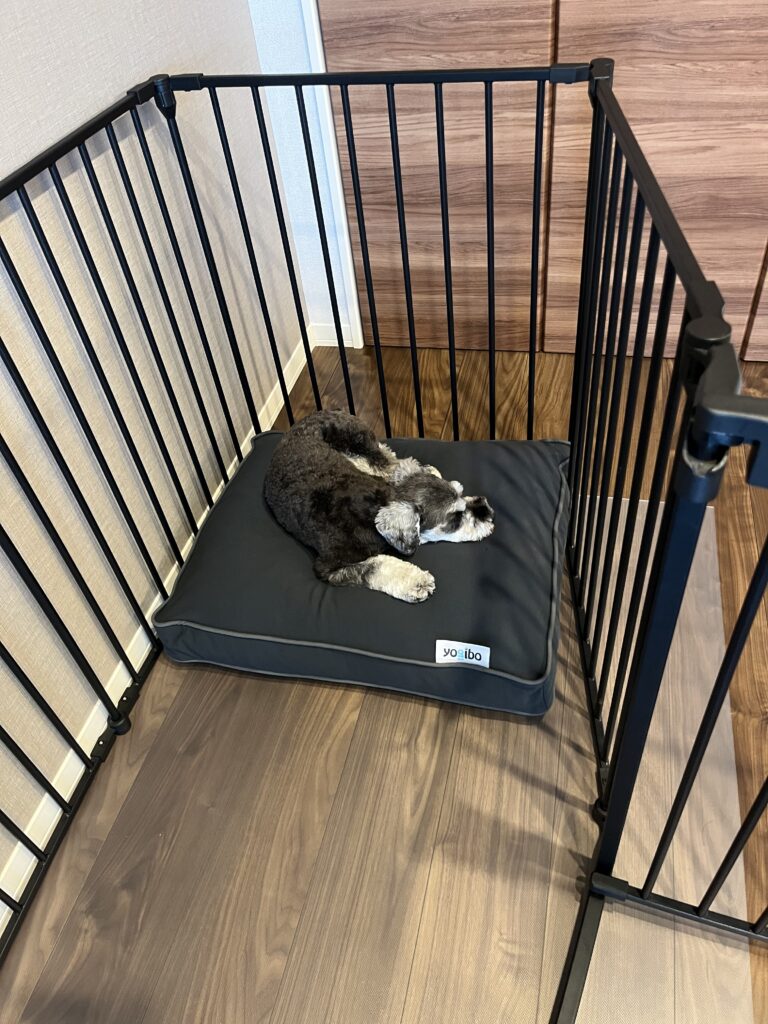 犬