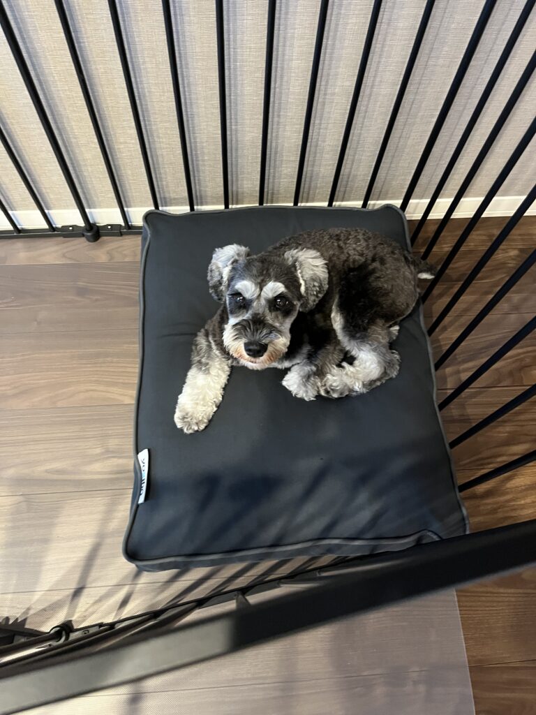 犬